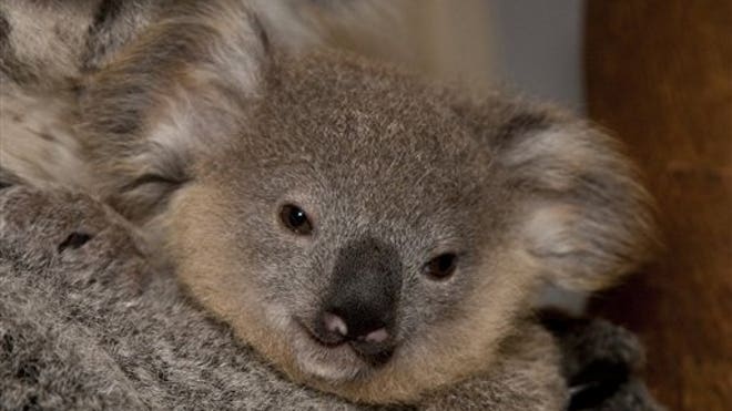 San Diego's Baby Koala